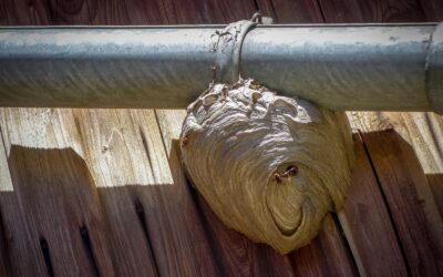 Maak kennis met: Afdeling Dierplagen